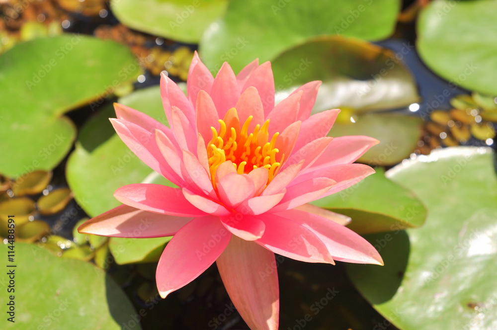 Waterlily flower in the sunshine Waterlily flower in the sunshine
