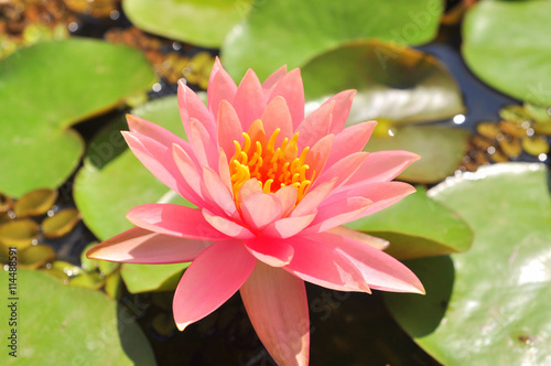 Waterlily flower in the sunshine