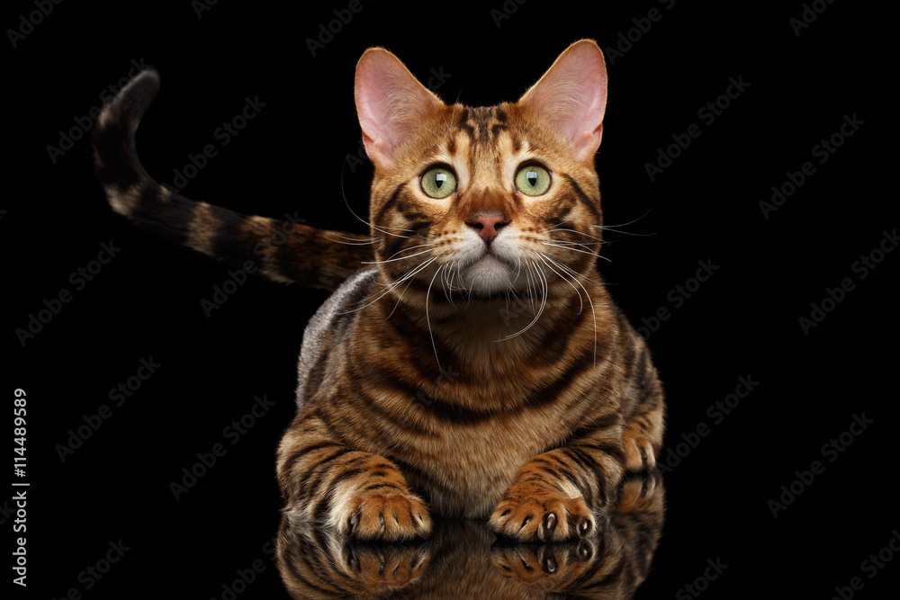 Close-up Portrait of Cute Bengal Male Cat with Green eyes Lying, looks with hope on Isolated Black Background, Front view, wait shaking tail, show claw Close-up Portrait of Cute Bengal Male Cat with Green eyes Lying, looks with hope on Isolated Black Background, Front view, wait shaking tail, show claw