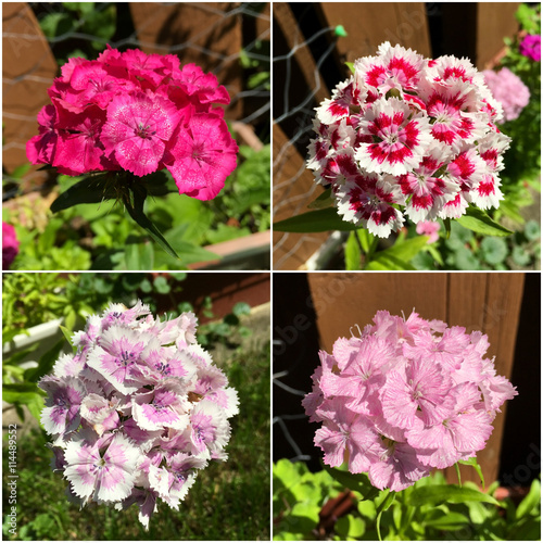 Collage of summer flowers