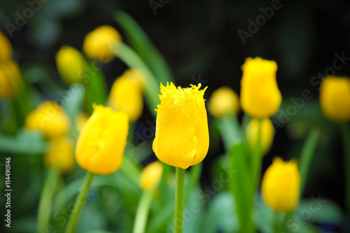 tulips photo