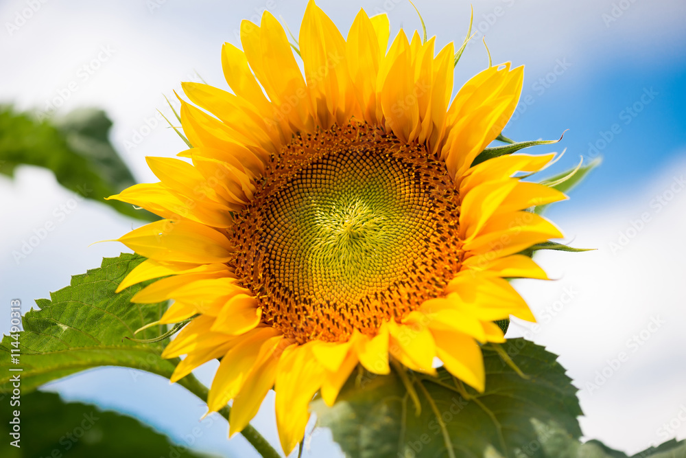 Obraz premium sunflowers against a blue sky and white clouds
