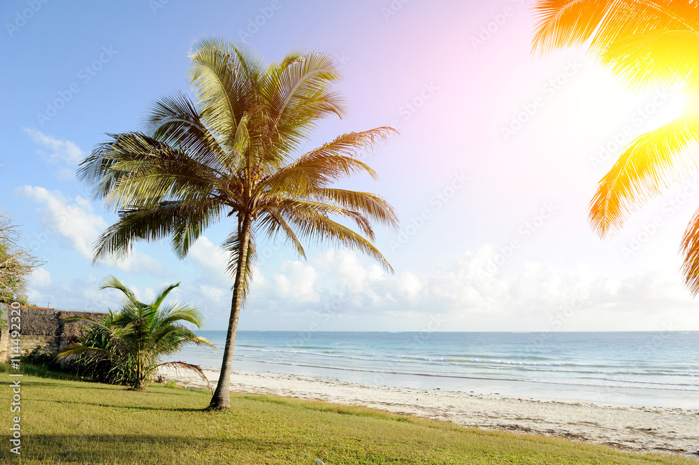 Fototapeta premium Palm trees at the beach