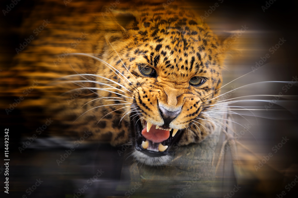 Fototapeta premium Leopard portrait on dark background