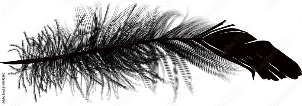Obraz premium feather isolated single black silhouette