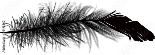 feather isolated single black silhouette