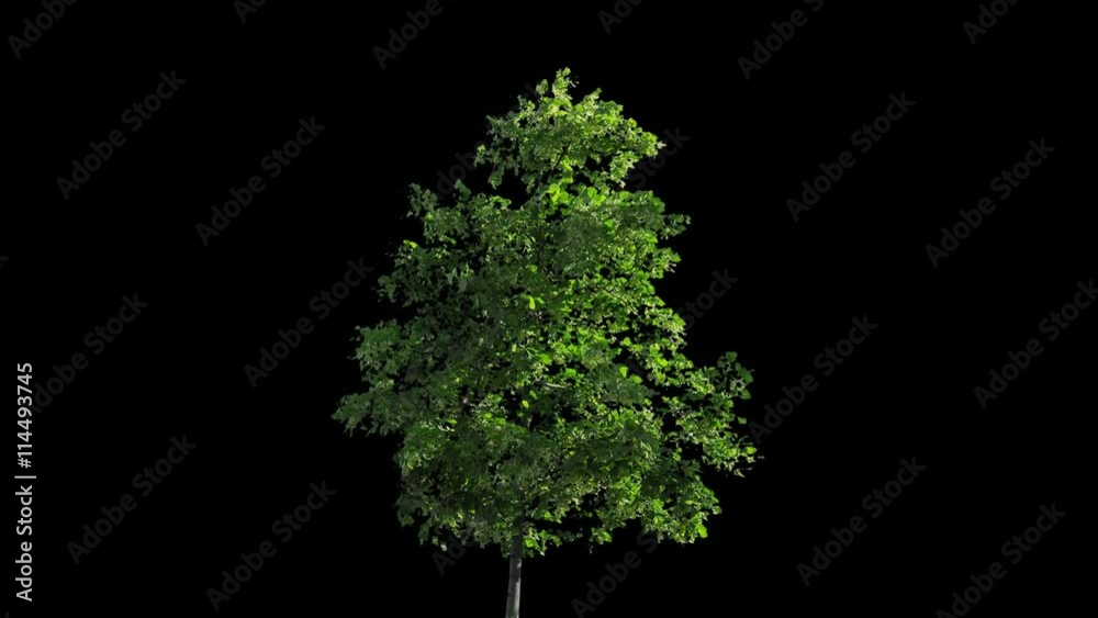 High quality 10bit footage of tree on the wind with Alpha Channel.  Made from 14bit RAW.