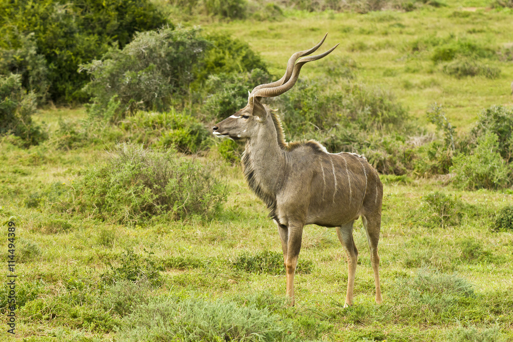 Fototapeta premium Alert large kudu