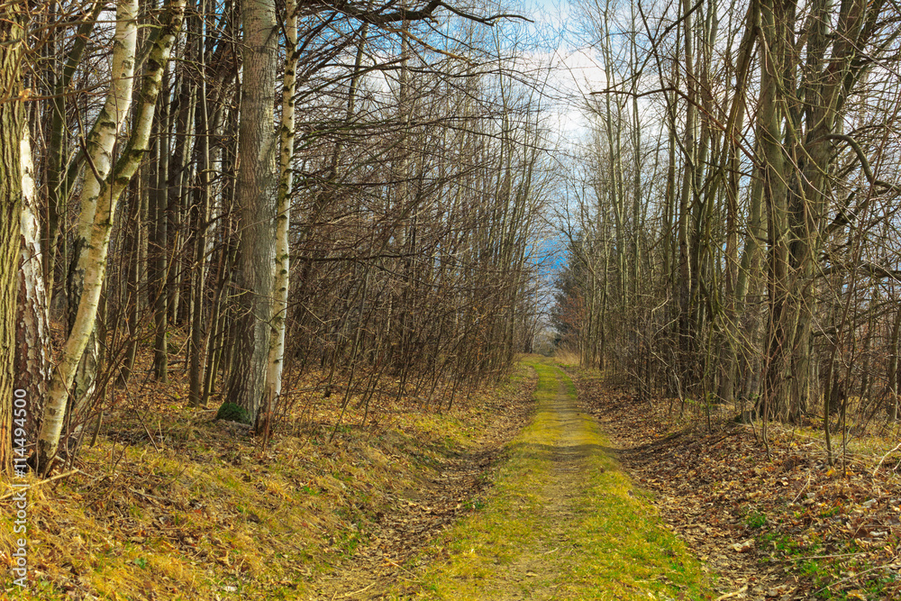 Fototapeta premium comfortable way inside of forest