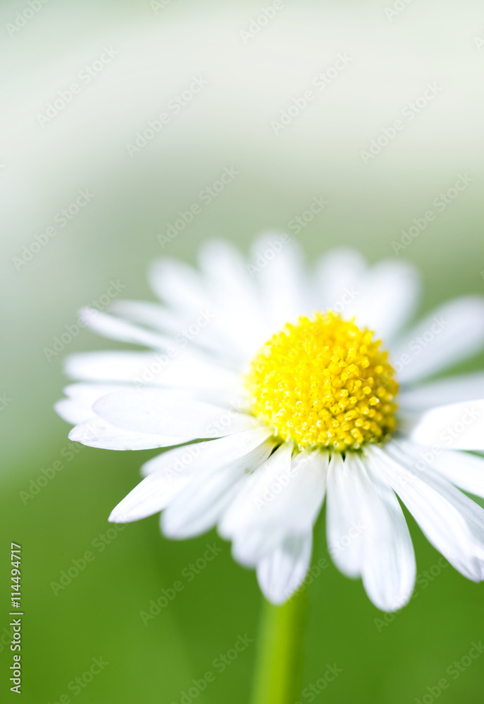 Fototapeta premium Gänseblümchen