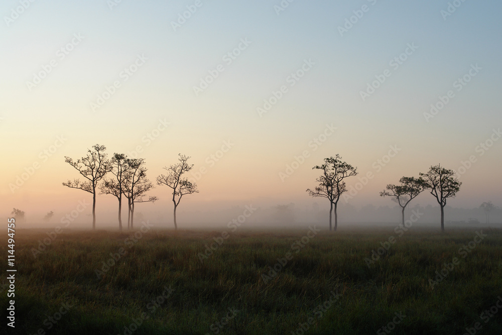 Obraz premium field and sunrise