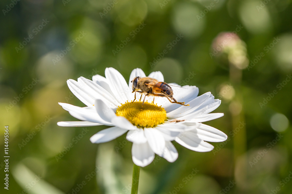 Obraz premium biene auf margerite