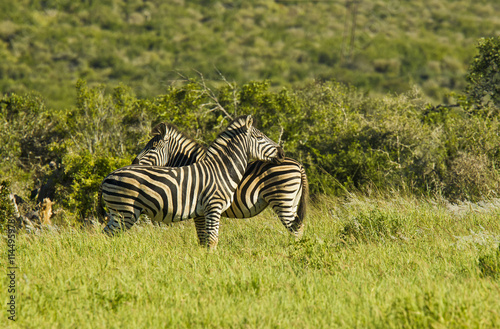 Zebras standing in long green grass