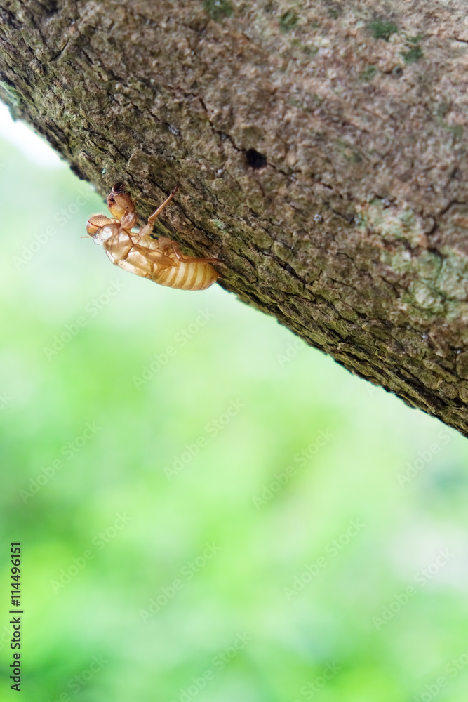 Cicada shell over dry lichen on tree Cicada shell over dry lichen on tree