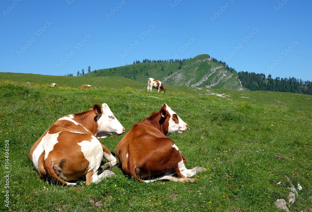 Kühe auf der Postalm im Salzkammergut