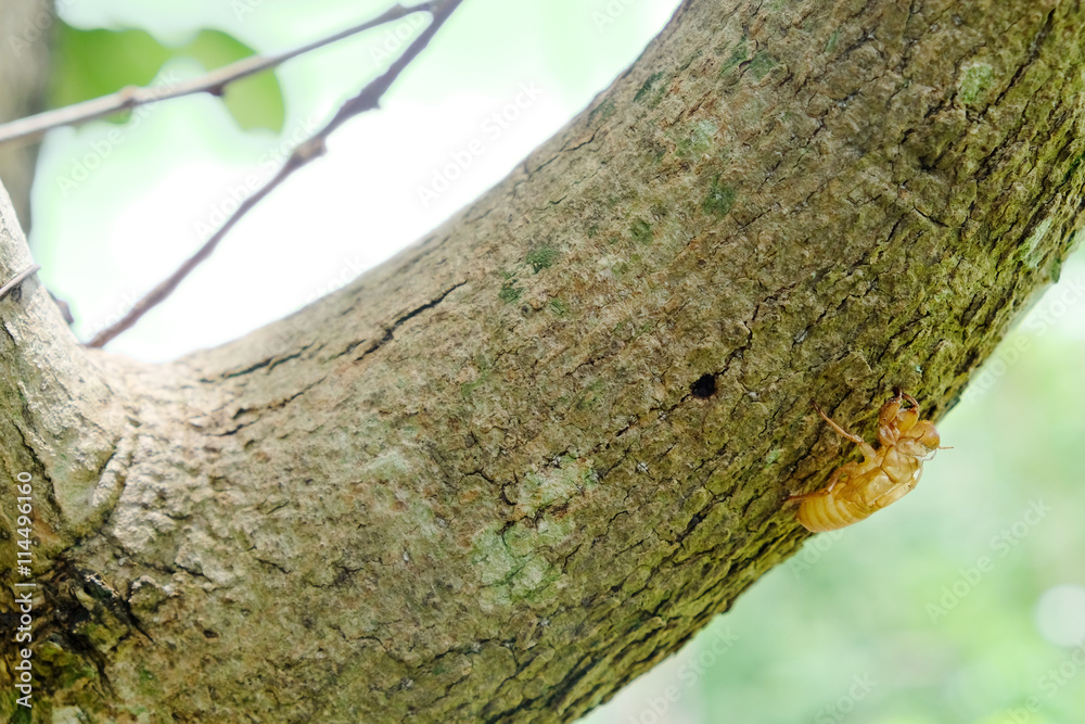 Obraz premium Cicada shell over dry lichen on tree