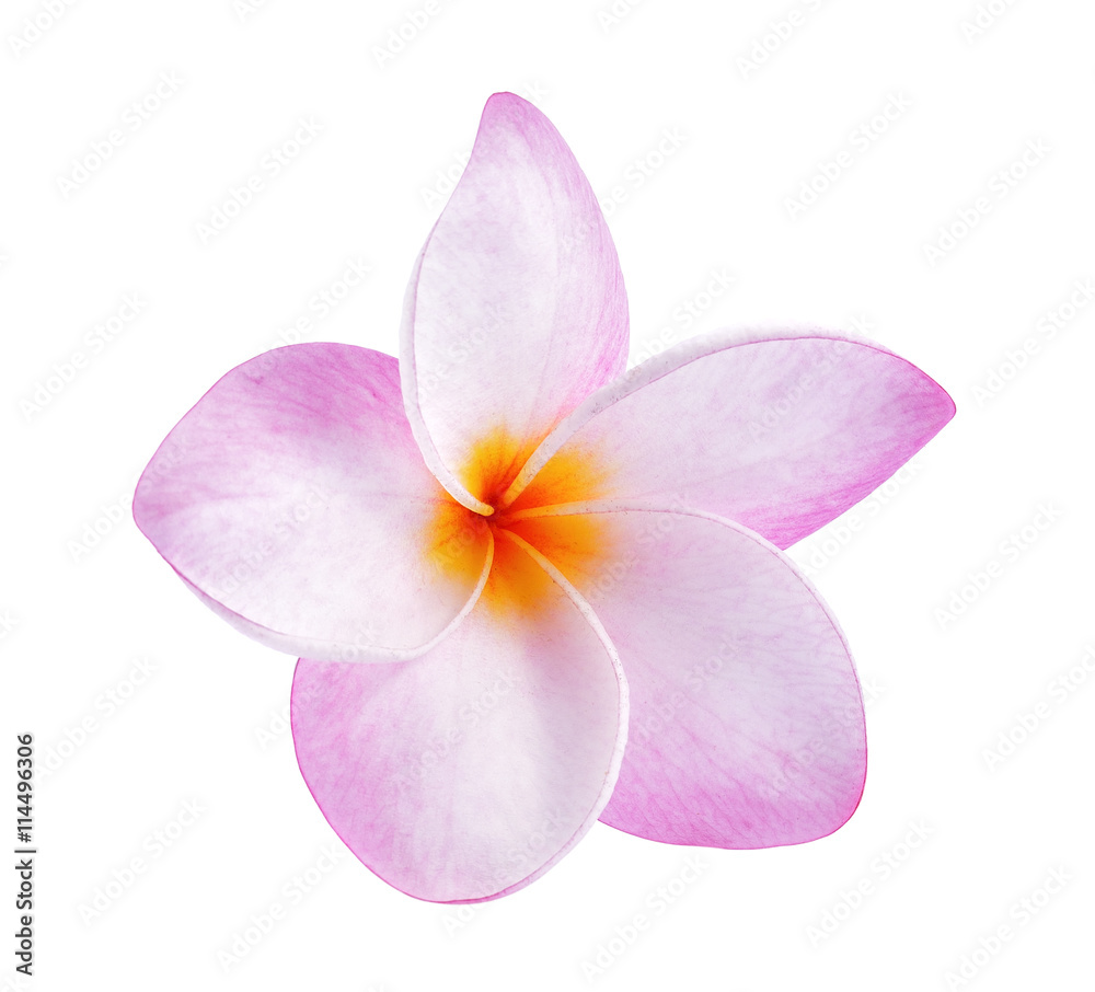 frangipani flowers frangipani flowers
