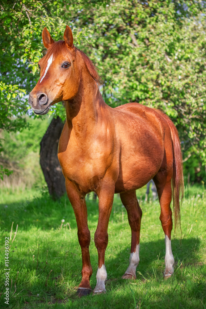 specifikation Andre steder falsk Red Arabian horse in the garden Stock Photo | Adobe Stock