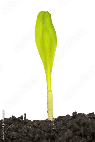 corn sprout