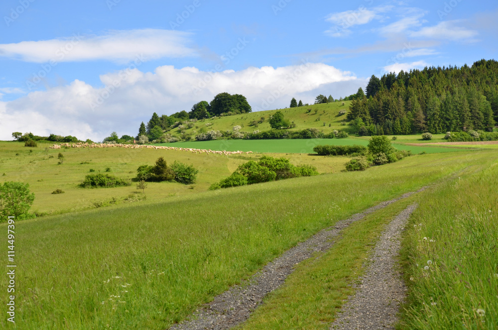 Fototapeta premium grasende Schafherde in Thüringen (Rhön)