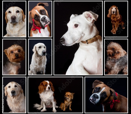 Fototapeta Naklejka Na Ścianę i Meble -  composite picture with purebred dogs