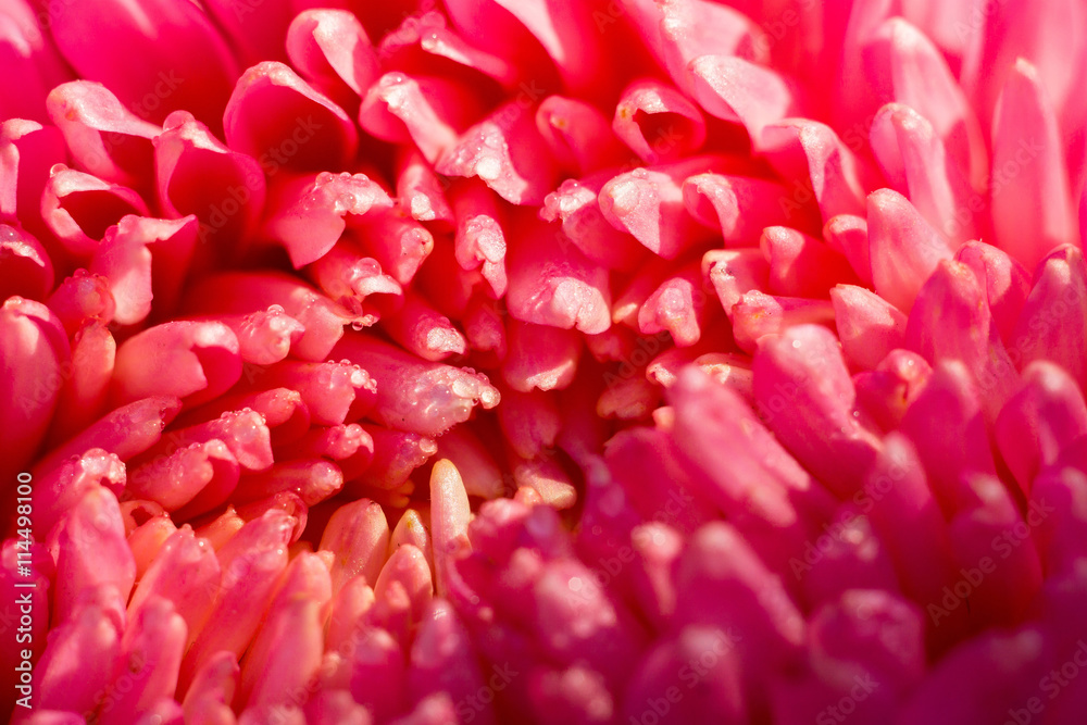 Aster Flower Macro Aster Flower Macro