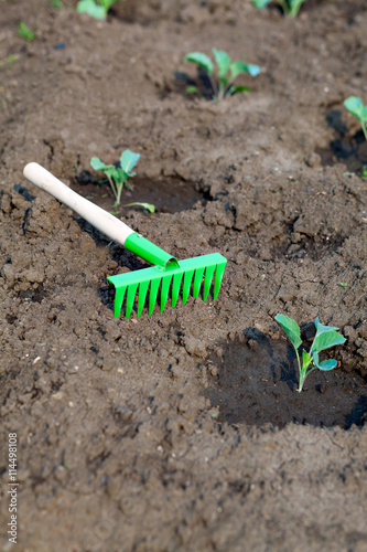 Gardening Tools. Rake on the earth with sprouts cabbage