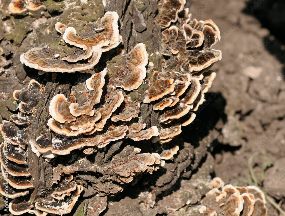 Mushroom colony on a tree