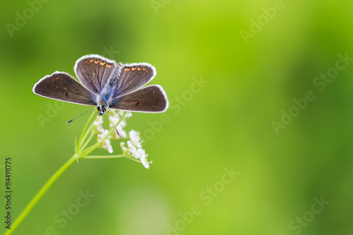 a little blue butterfly sitting on meadow on background of green grass