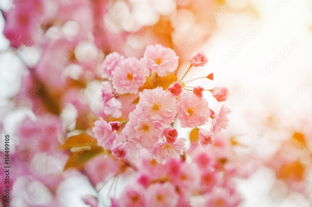 Cherry tree blossom close up with sunbeam
