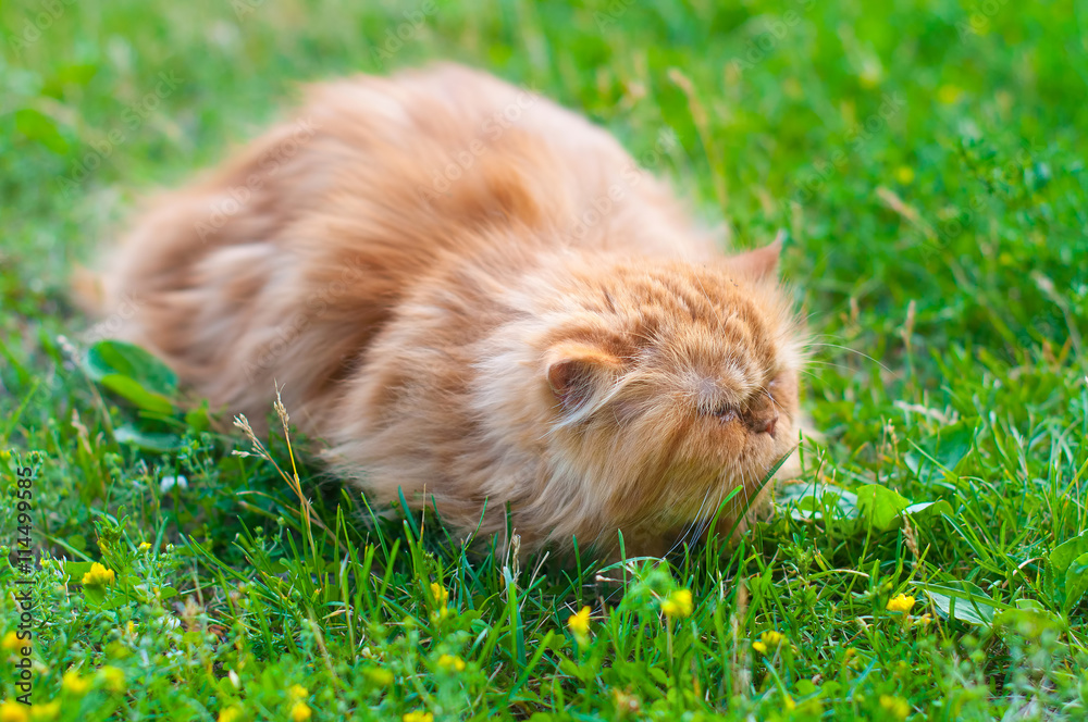 Obraz premium red cat in grass with yellow flowers