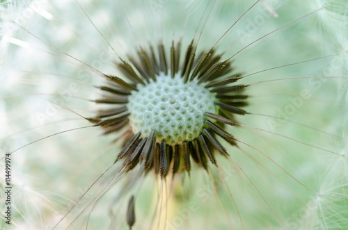 Macro photo of dandelion.