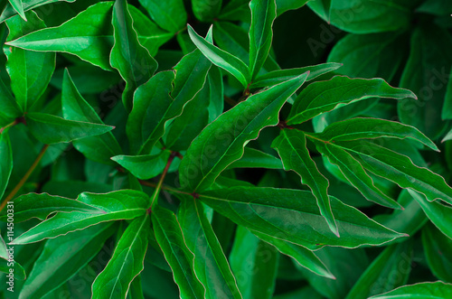 Nature theme: Beautiful fresh green leaves on a dark background