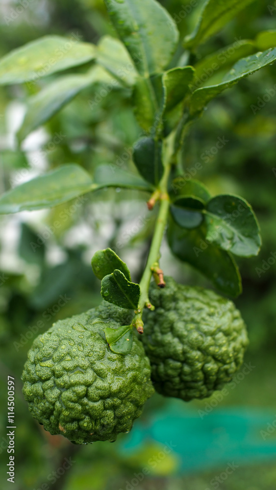 Leech Lime Leech Lime