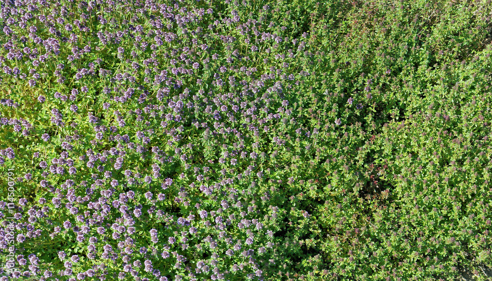 Thyme (Oregano) top view background Thyme (Oregano) top view background