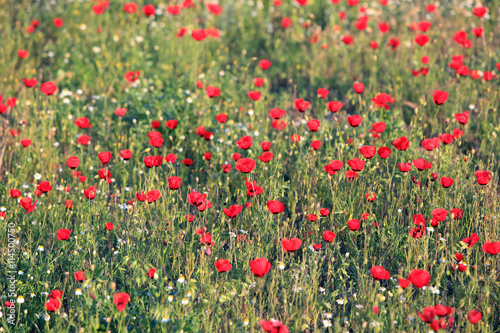 Poppy flowers field, close-up early in the morning