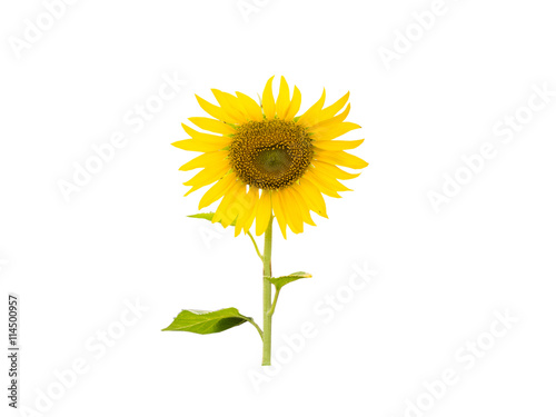 Sunflower isolated on white background with clipping path
