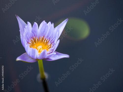 Beautiful Purple Lotus