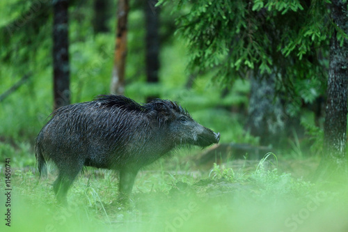 wild boar in forest