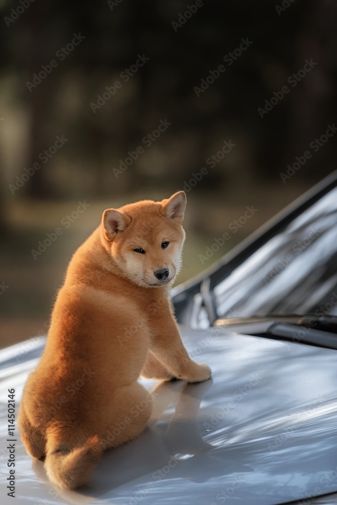 beutiful shiba inu dog on car