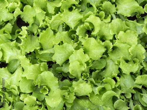Fresh green Lettuce
