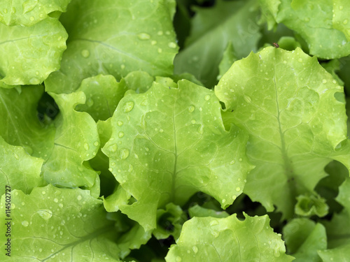 Fresh green Lettuce
