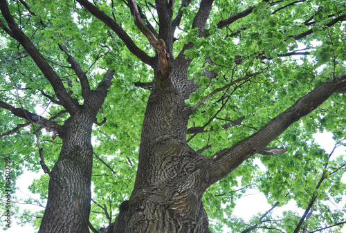 crown oak