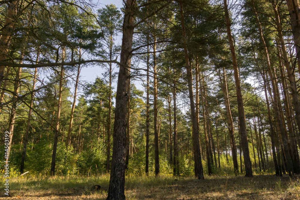 Pine Forest in the Morning Pine Forest in the Morning