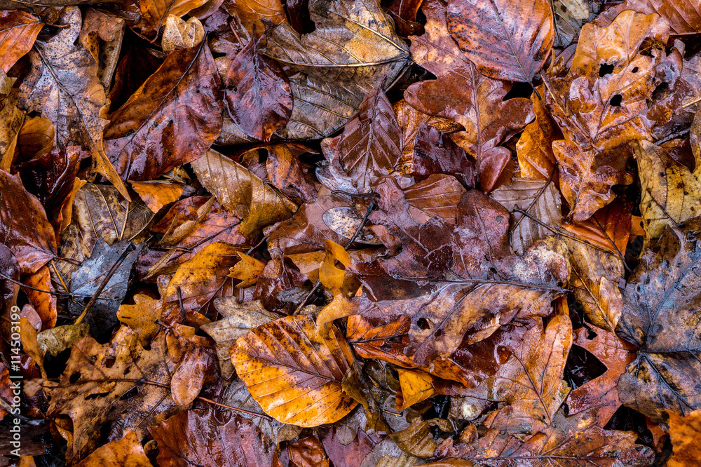 Autumn leaves on the ground