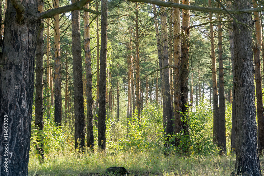 Fototapeta premium Pine Forest in the Morning