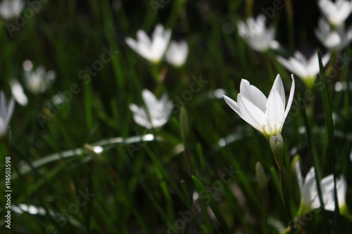 White zephyranthes lilies with green background © pinthipt
