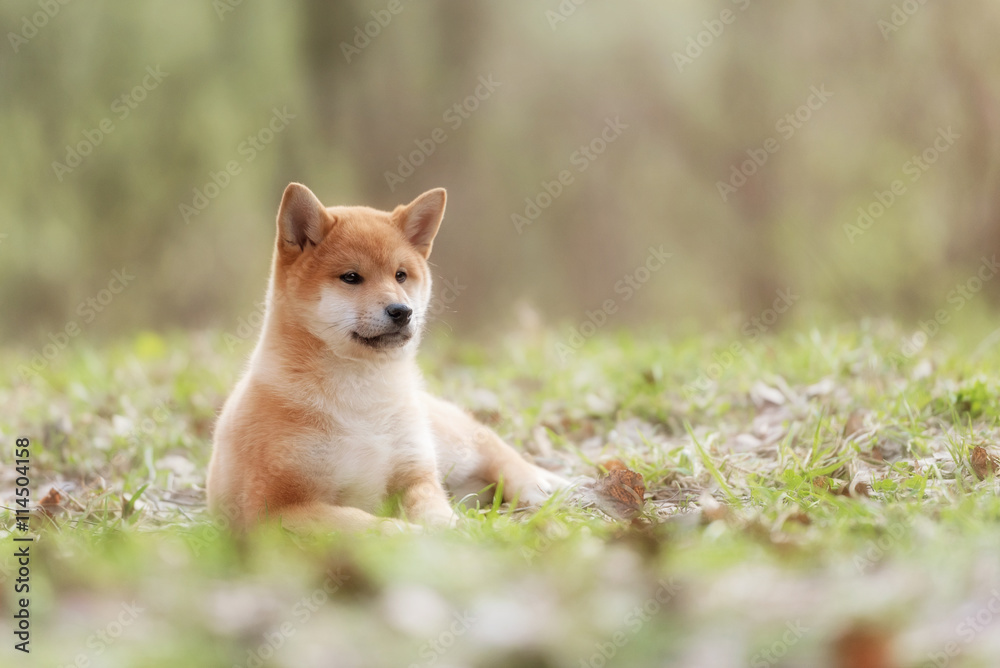 Beautiful Young Red Shiba Inu Puppy Dog