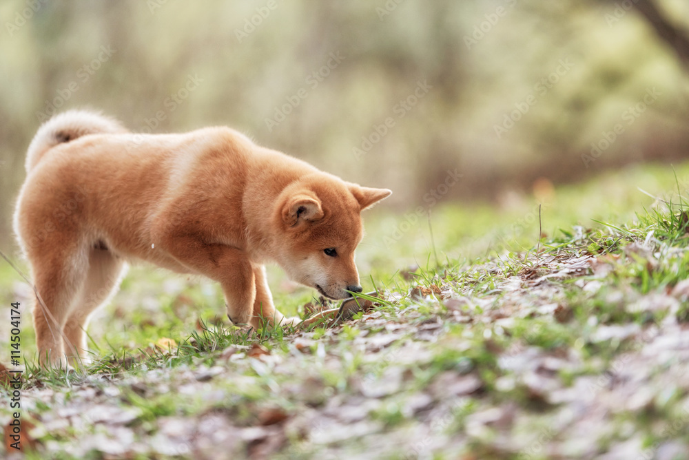 Naklejka premium Beautiful Young Red Shiba Inu Puppy Dog