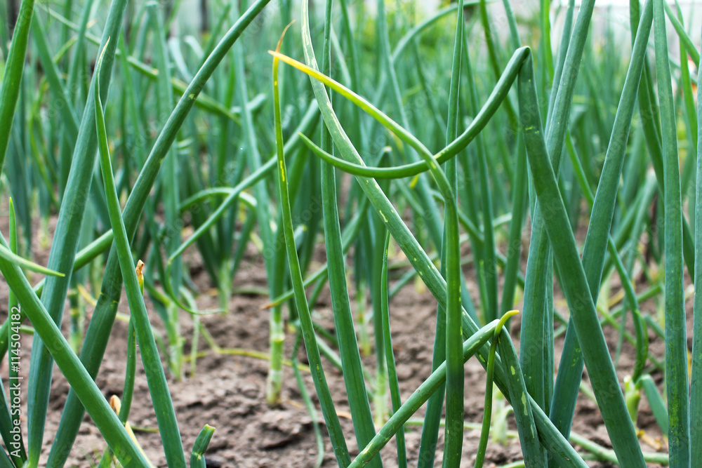 Green onion Green onion